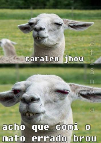 photo 474088416066467