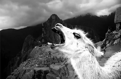 photo 474103456064963