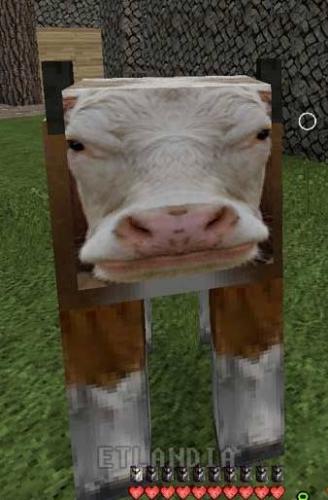 photo 478479788960663