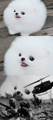 photo 497144257094216