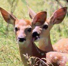 photo 772789776196328