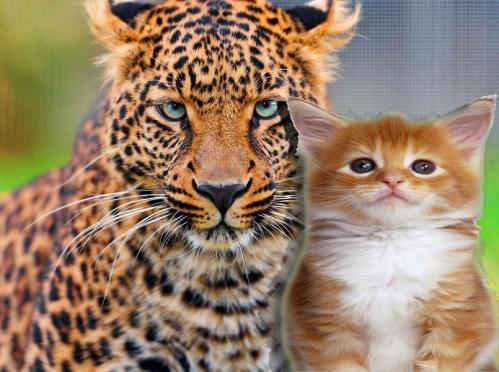 photo 788641954611110