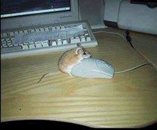 photo 803047373170568