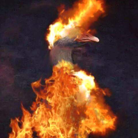 photo 868012790007359